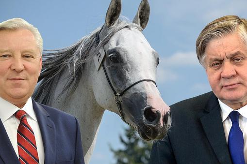 Senator koń i minister 
