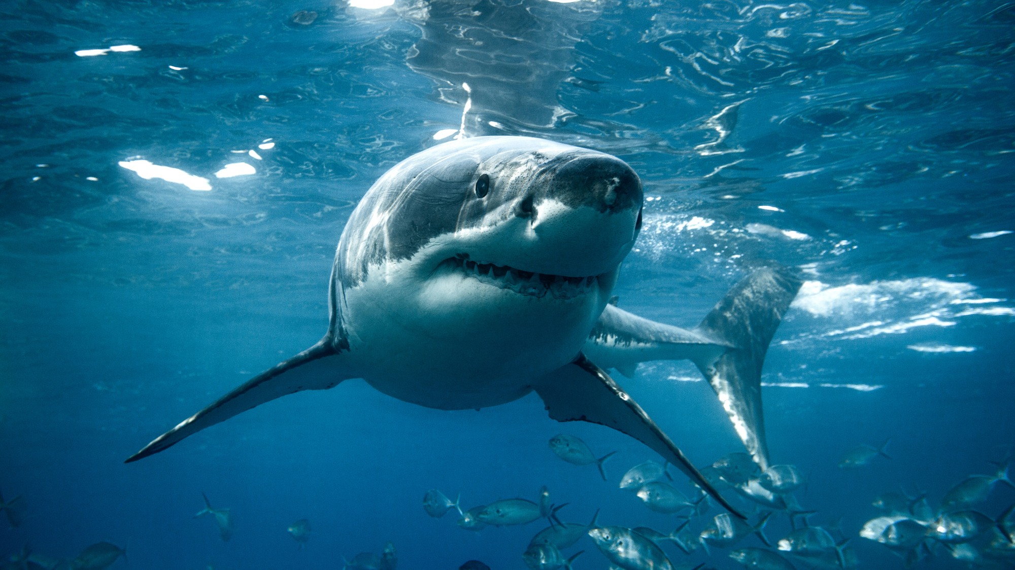 Žraloky môžu útočiť aj kvôli sebaobrane. (ilustračné foto)