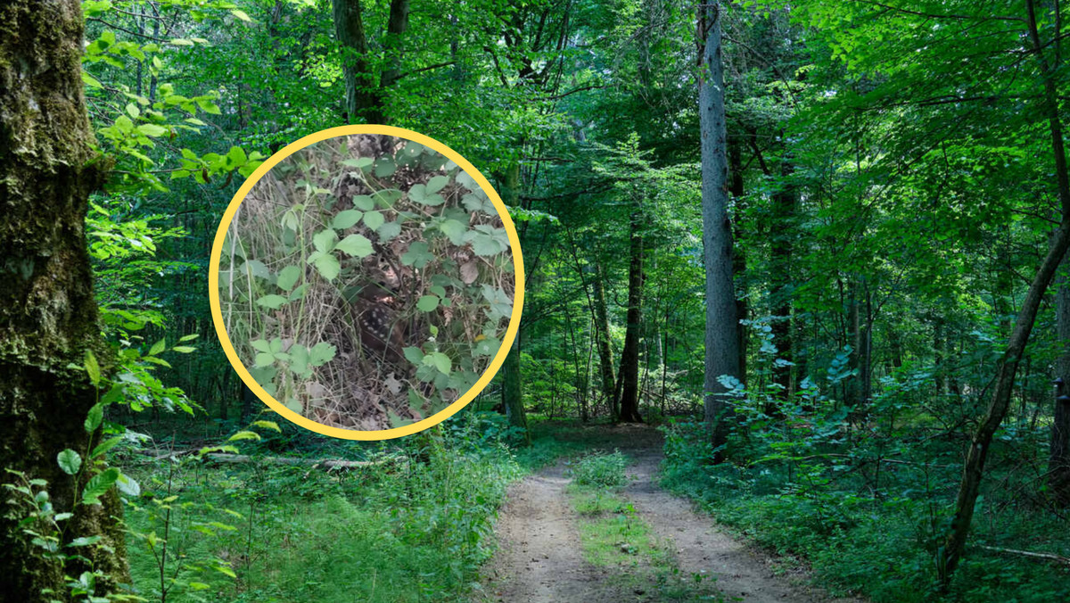 Szukała schronienia, a znalazła się w niebezpieczeństwie. Leśnicy to nagrali 