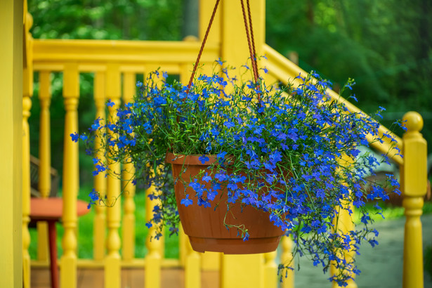 Lobelia to piękna roślina ozdobna idealnie nadająca się do ogrodu oraz na balkon lub taras