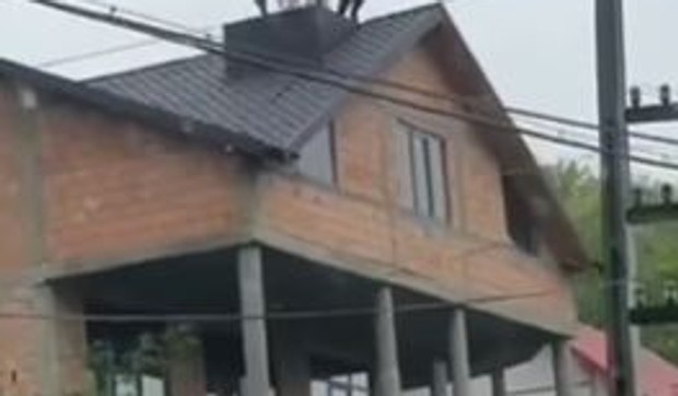 Konji na kući