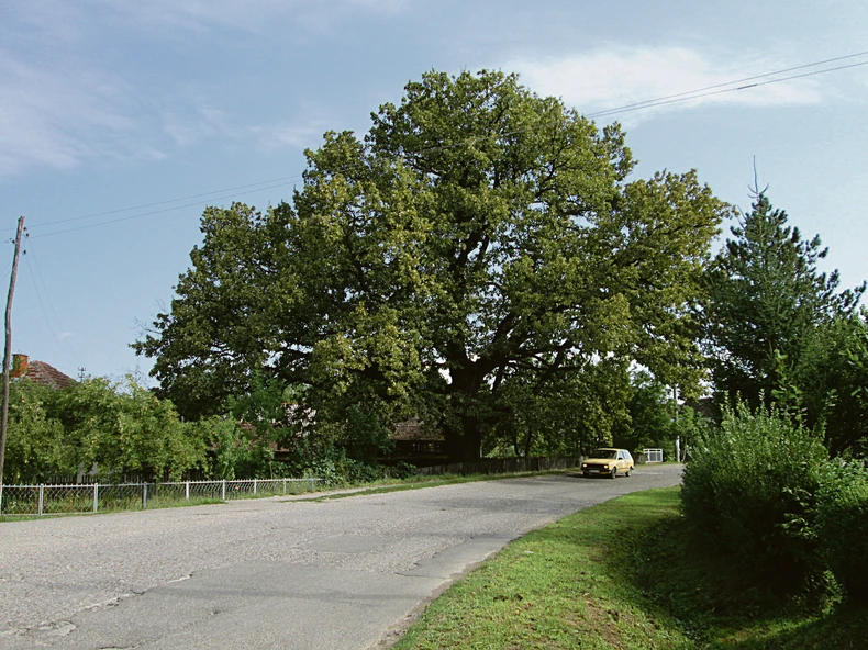 Hrast je natkrio celo dvorište