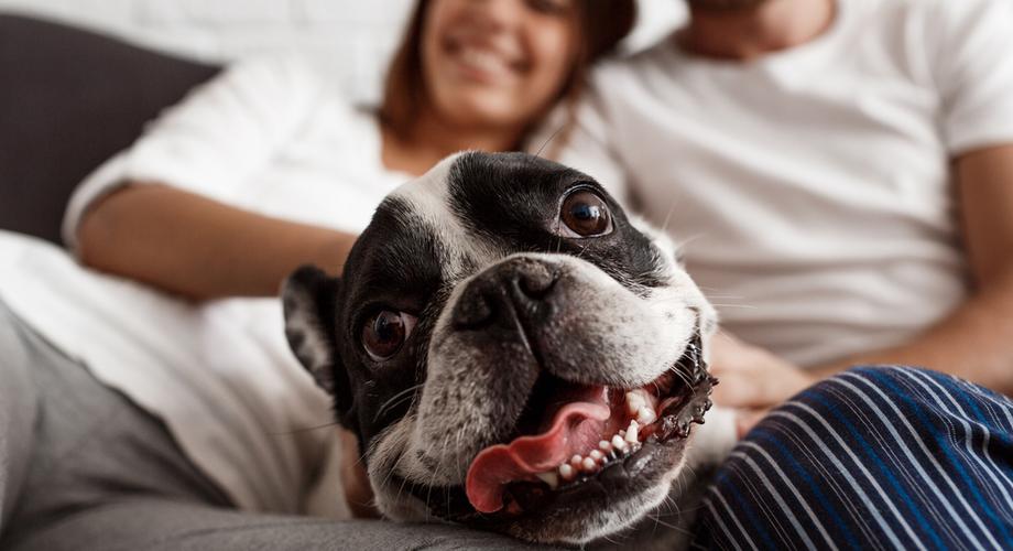 #MiłośćSzczeka: Jak dbać o związek? Siedem zachowań, których możemy nauczyć się od psa