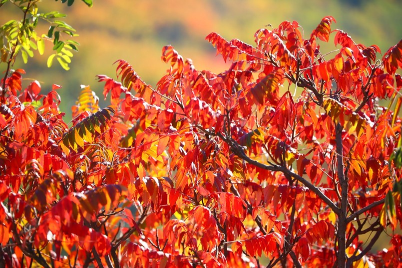 czerwone liście jesienią w ogrodzie