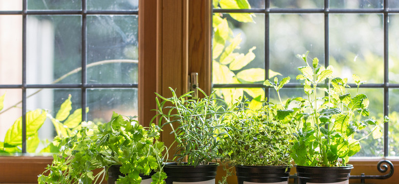 Zielnik w twojej kuchni – urządzamy kącik z ziołami w doniczkach