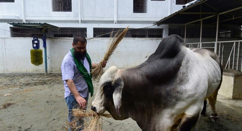Mohammad Imran Hossain feeds his bull, named Boss, before it was sold for a record price of 3.7 million taka (US$43,750) in Dhaka as Bangladesh prepares to sacrifice a record 10 million animals to celebrate the Muslim festival of Eid al-Adha