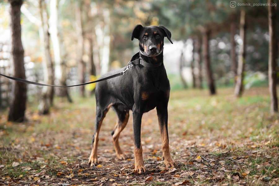 Rambo