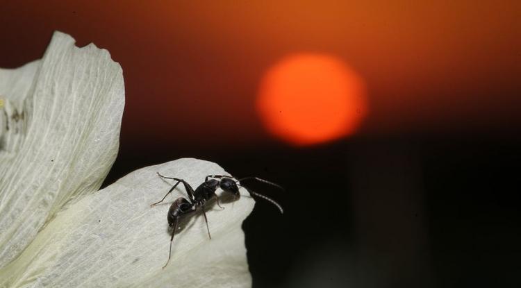 Hemzsegnek a hangyák a kedvenc virágodon? Így tehetsz ellenük Fotó: Getty Images