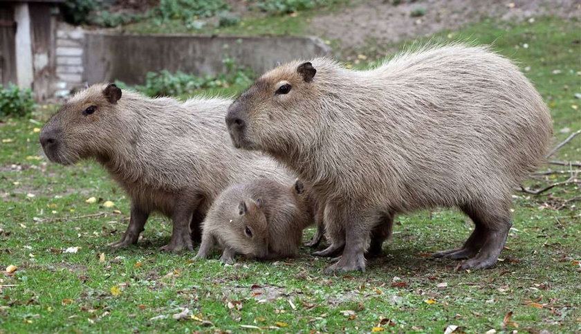 Ale wielka świnka morska! FOTO