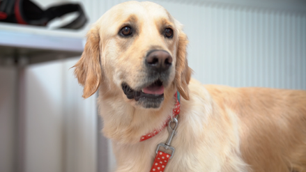 Blikk Szív: bemutatjuk Anikót, aki a kutyáival teszi kicsit jobb hellyé a világot – videó