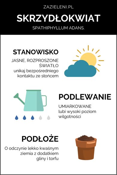 Skrzydłokwiat (infografika)