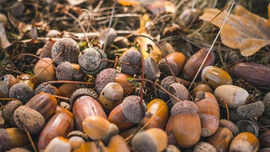 Jak zbierać żołędzie? Jest na to szybki sposób - zbieracz żołędzi. Czy się sprawdza