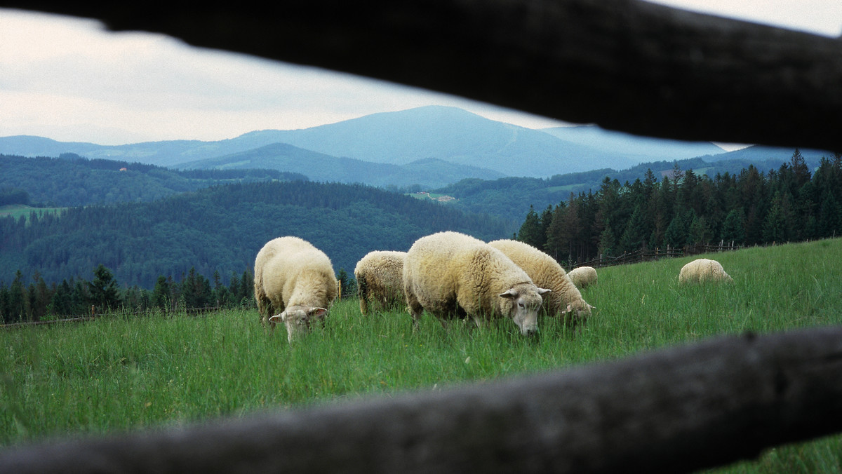 Jaworzyna (Beskid Śląski)