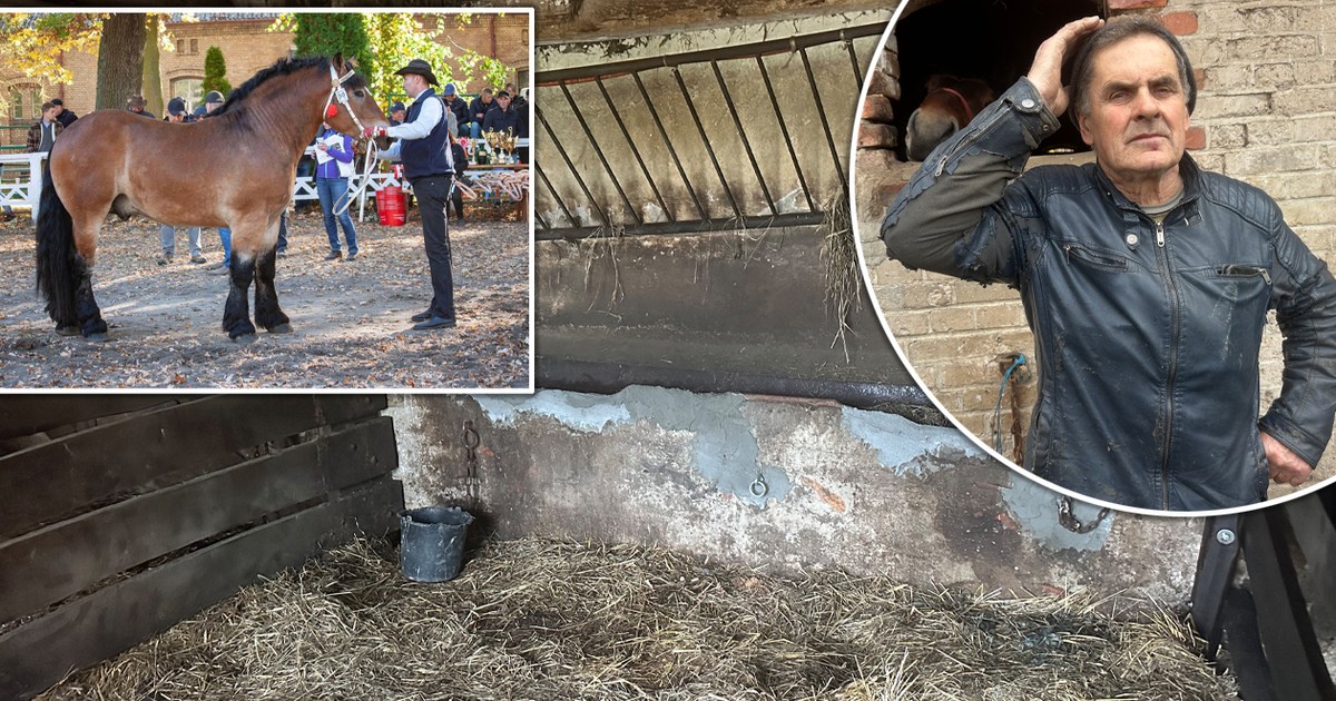 Złodzieje oddali rolnikowi skradzionego ogiera. "Zobaczyli artykuły w prasie. Może wstyd im się zrobiło"