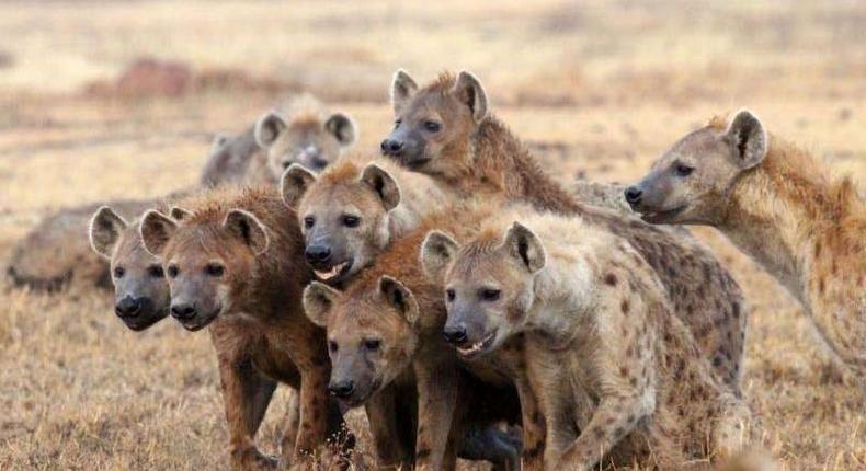 Spotted hyenas have a rich vocal repertory; they emit about a dozen distinct vocalizations, most of which can be modulated in various ways to alter their meaning to listeners. (Barkinka)