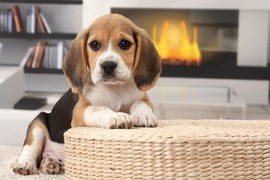 OTKRIJTE ZAŠTO JE BIGL IDEALAN LJUBIMAC Veseo, pametan pas i pun energije: Sve što treba da znate o ovoj neverovatnoj rasi