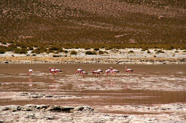 Galeria Chile - Atacama, obrazek 59