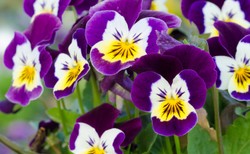 Oczyszcza, leczy trądzik, działa napotnie: BRATEK