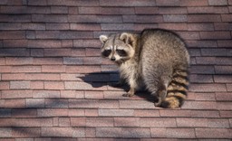 Projekt zmian w przepisach łowieckich. Przez cały rok będzie można strzelać do jelenia sika, jenota, szopa pracza i piżmaka