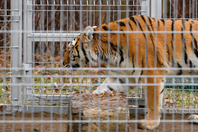 Poznań: uratowane tygrysy wkrótce wyjadą do azylu w Hiszpanii