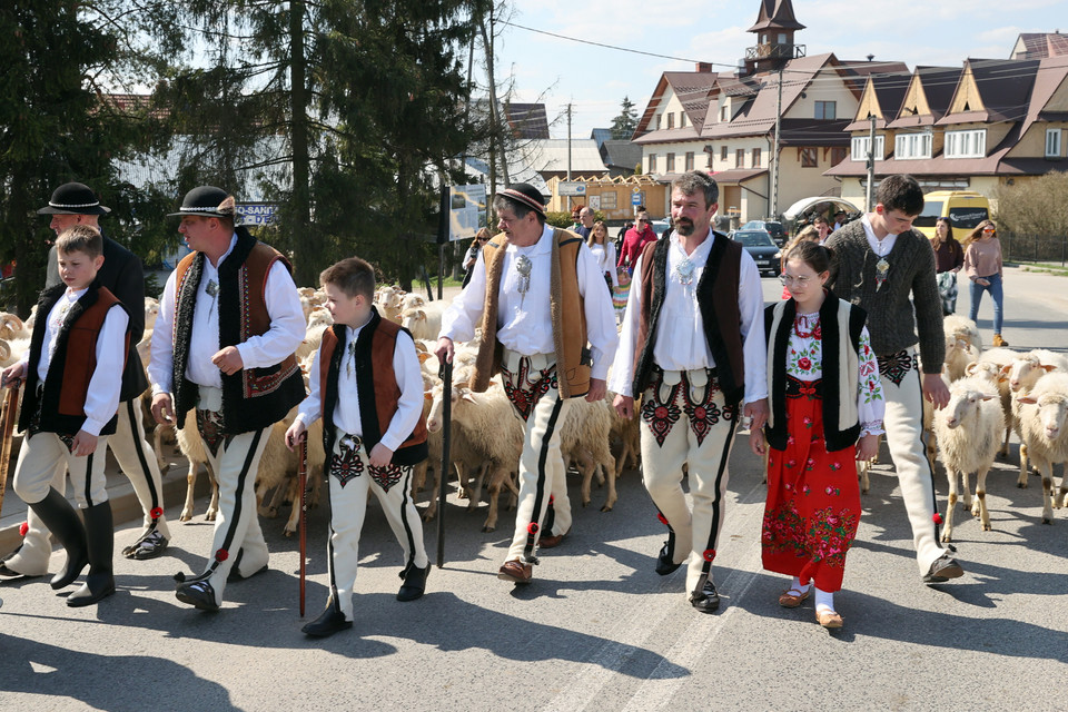 Górale podczas wiosennego wypędu owiec na pastwiska 