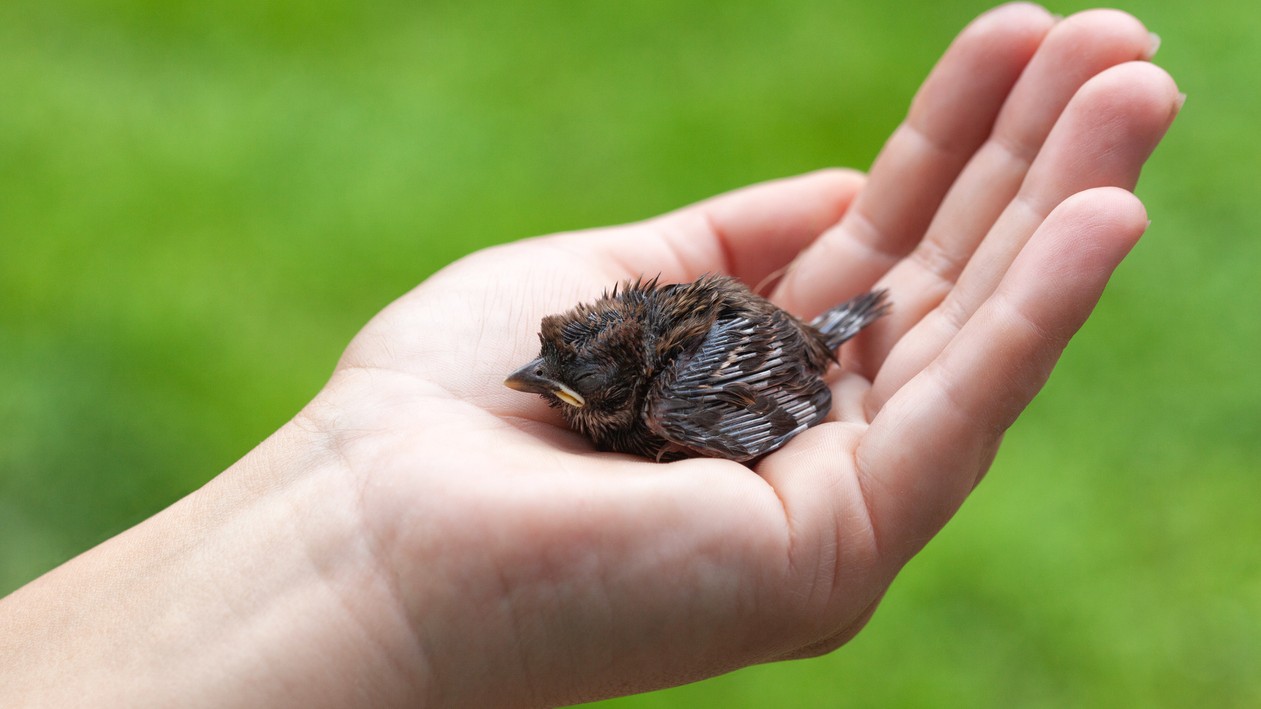 Mýtus o opustenom mláďati po dotyku človeka je klamstvo. (Ilustračné foto)