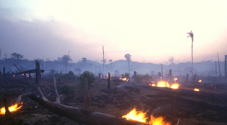 Az esőerdők pusztítása is hozzájárul ehhez a kártékony folyamathoz