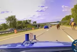 Prawdziwy kowboj pędził po amerykańskiej autostradzie. Powód był poważny [WIDEO]
