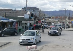 Prase luta po Čačku