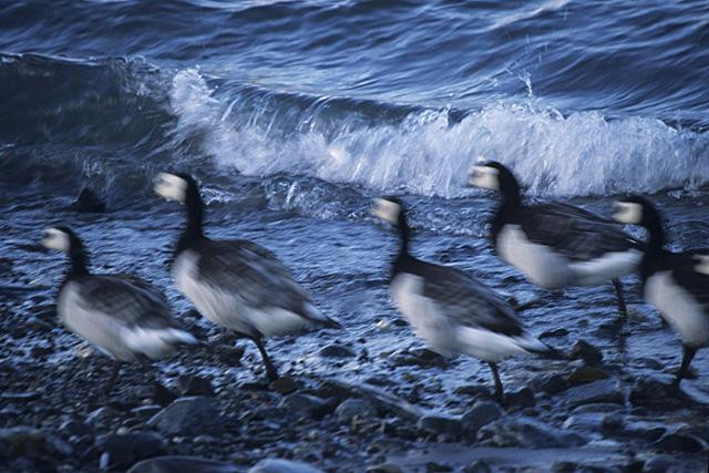Galeria Wystawa polarnej fotografii przyrodniczej "Ptaki Spitsbergenu", obrazek 45