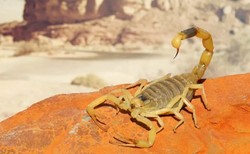 Skorpion w walizce. Warszawianka zachowała zimną krew