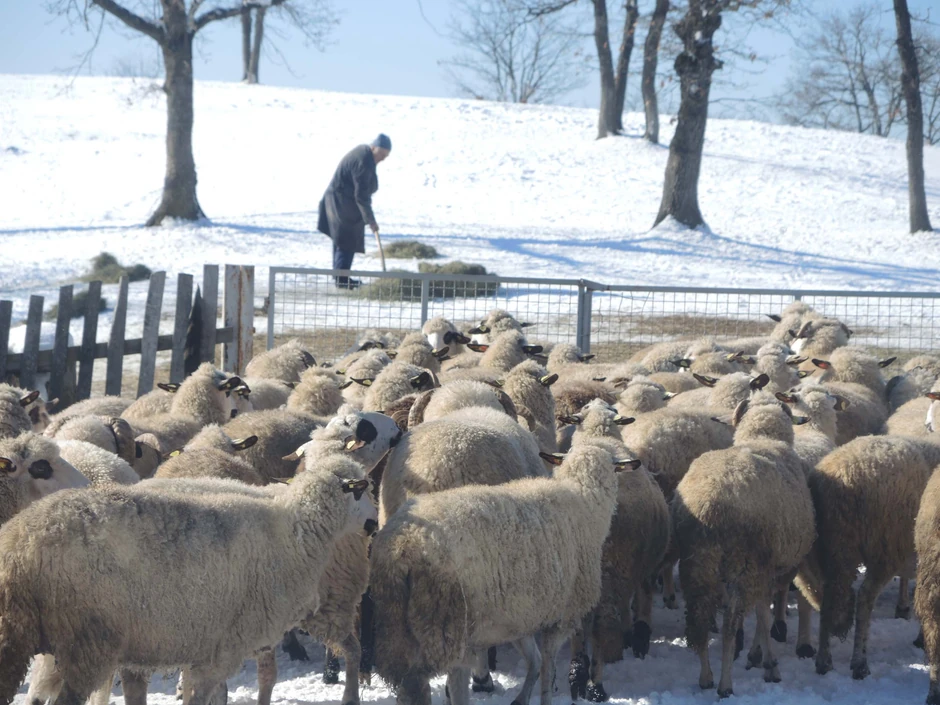 Za ovcama je od rođena, zbog njih su ga roditelji ispisali iz škole