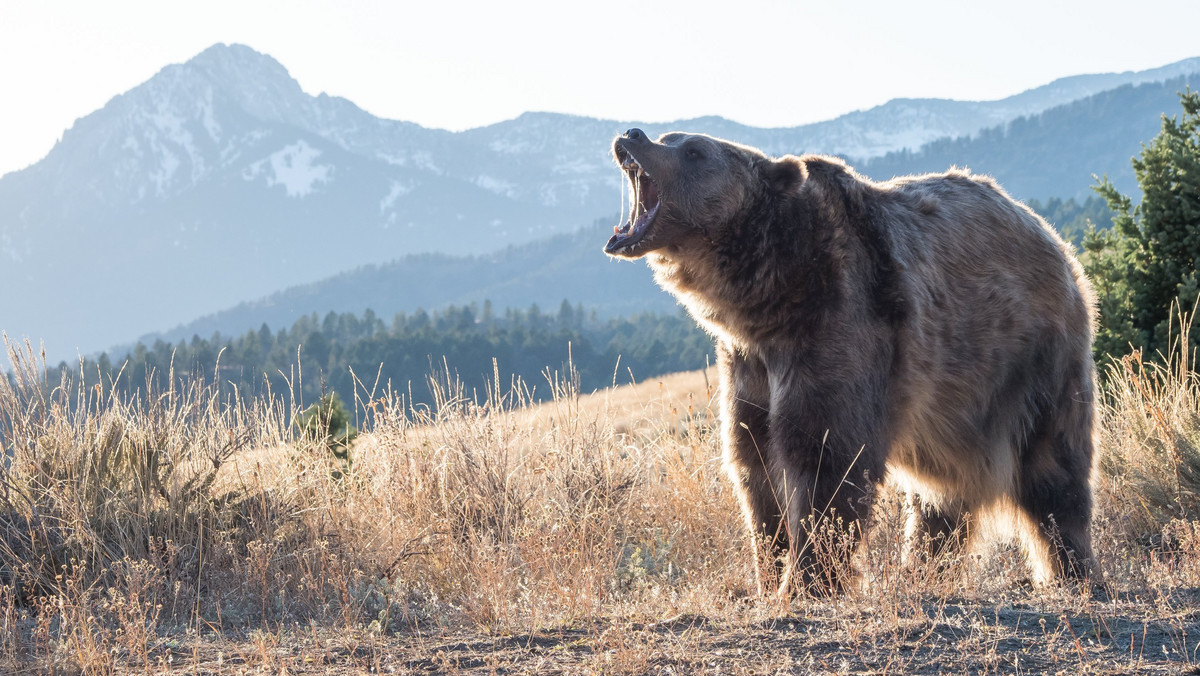 Atak niedźwiedzia na polskiego turystę w Rumunii