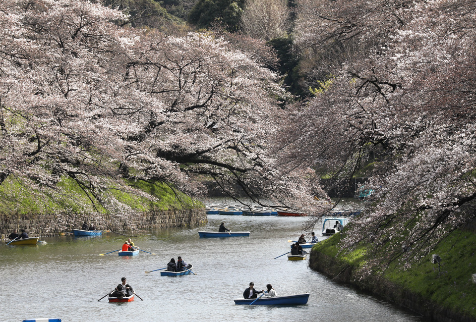 epa06622905 - JAPAN CHERRY BLOSSOMS BLOOM (Cherry blossoms bloom in Tokyo)