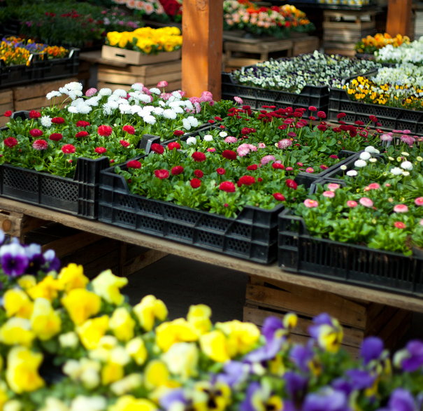 W marketach jest bardzo duży wybór roślin doniczkowych i ogrodowych - JoannaTkaczuk/stock.adobe.com