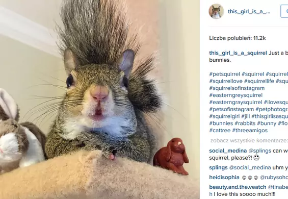 Poznajcie Jill, przeuroczą wiewiórkę z Instagrama