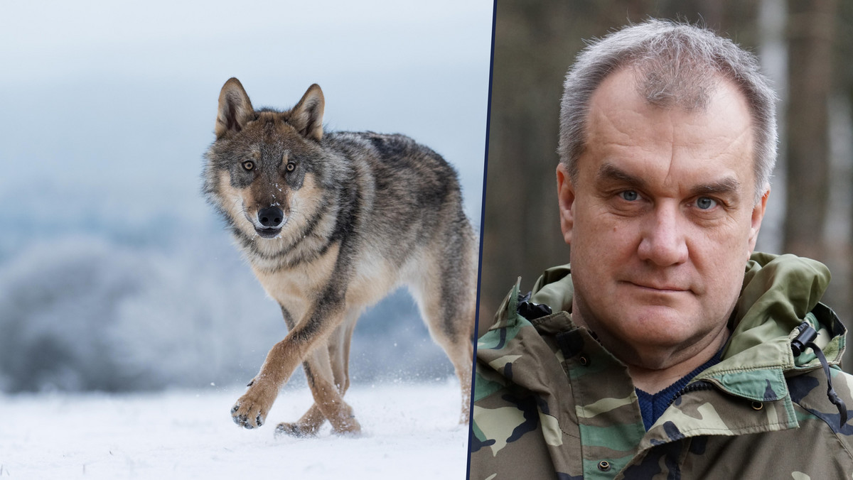 Mieszkańcy Bieszczad powinni czuć się bezpieczni? "Wilk może zaatakować tylko z winy człowieka"