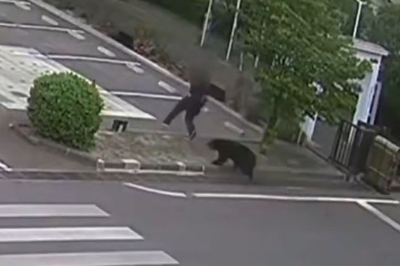 (VIDEO) MEDVED NAPAO ČETIRI OSOBE USRED GRADA! Panika u Japanu: Zver i dalje na SLOBODI, deca ne idu u školu!