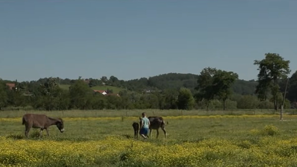 Farma magaraca