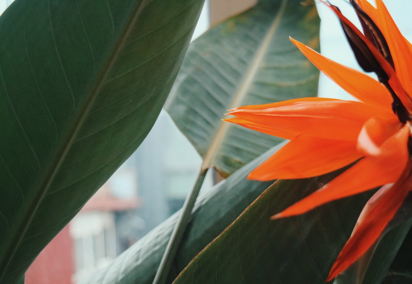 Strelicja królewska (Strelitzia reginae)