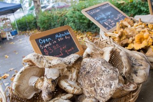 Grzybowa fantazja. Czy znasz najdroższe grzyby świata?