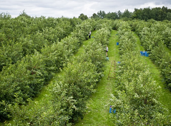 Skowieszynek, zbiór wiśni w lubelskich sadach
