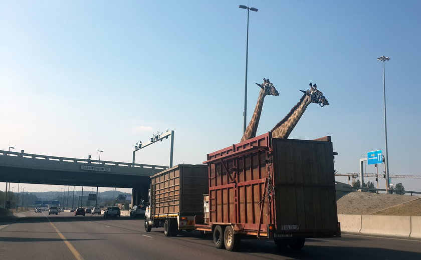 Przewoził żyrafy ciężarówką