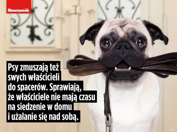 Dzień psa