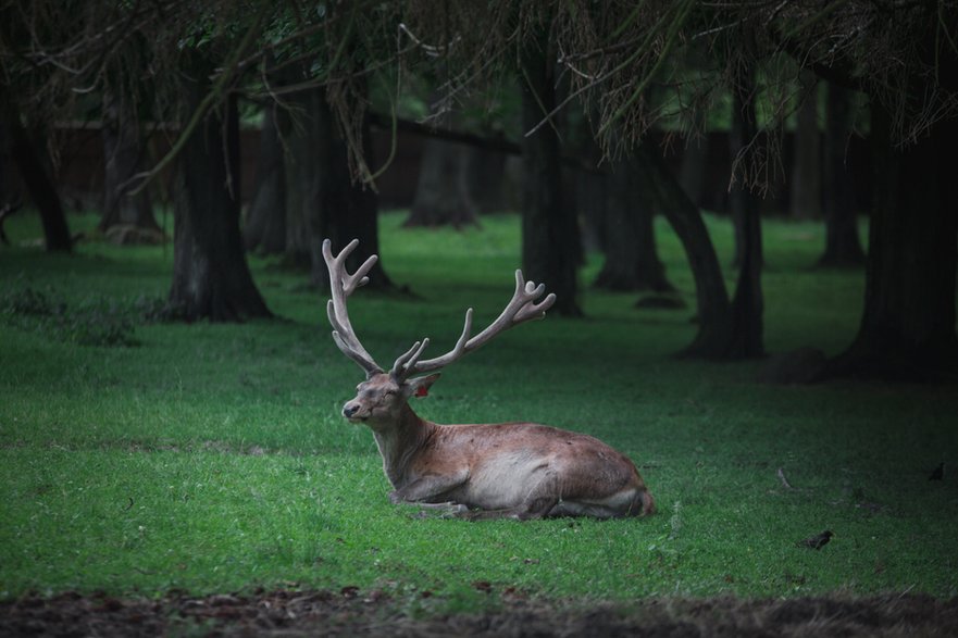 Puszcza Białowieska