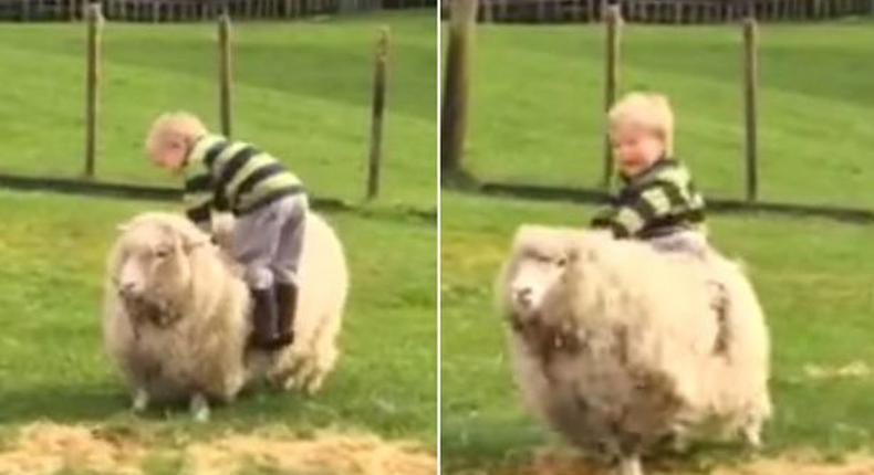 ___4072204___https:______static.pulse.com.gh___webservice___escenic___binary___4072204___2015___8___14___16___Toddler-trying-to-ride-a-sheep