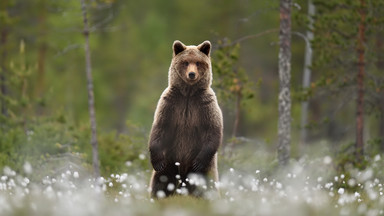 Niedźwiedzie schodzą do Zakopanego. Obrożowanie utrudniła pandemia