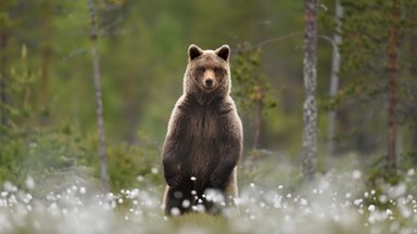 Niedźwiedzie schodzą do Zakopanego. Obrożowanie utrudniła pandemia