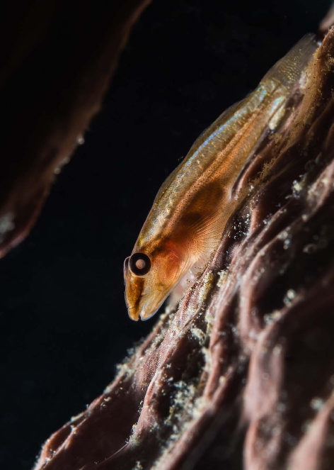 Underwater Photographer Of The Year konurs podwodne zdjęcia 