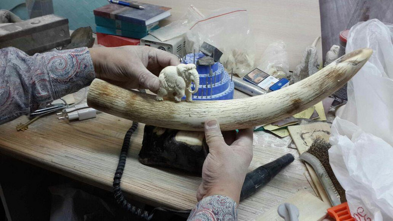 Syberia. Praca przy obróbce kłów mamuta